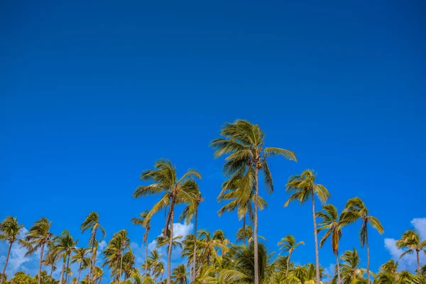 Coqueiro Olhando Para Cima Sob Céu Azul Brilhante — Fotografia de Stock