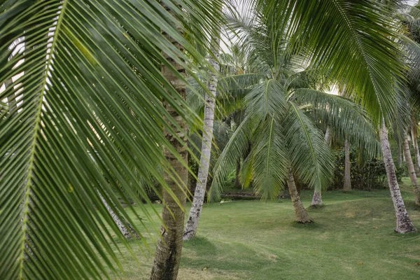 Grønn Palmebladstruktur Abstrakt Bakgrunn Kopirom Grafisk Prosjektering Tropisk Sommerkonsept – stockfoto