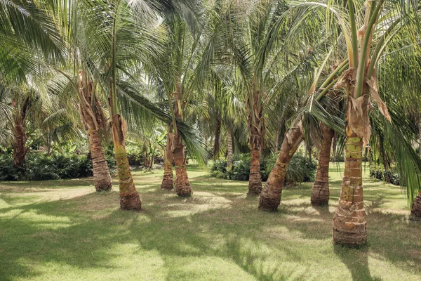 Zielony Liść Palmy Wzór Tekstury Abstrakcyjne Tło Kopiuj Przestrzeń Projektowania — Zdjęcie stockowe