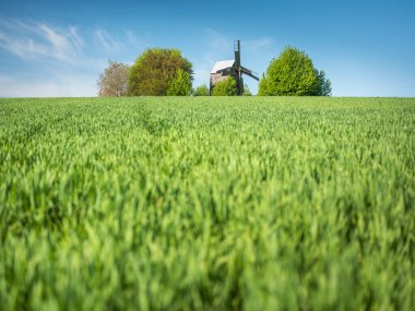 Yeşil buğday tarlasına manzara ve mavi gökyüzünün altında bahar günü eski ahşap değirmen