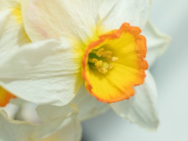 Kopya alanı olan narsislerin taç yapraklarına yakın görünüm