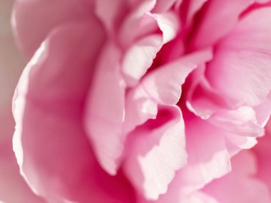 Yumuşak odak noktasında fotokopi alanı olan pembe şakayık yapraklarına yakın görünüm