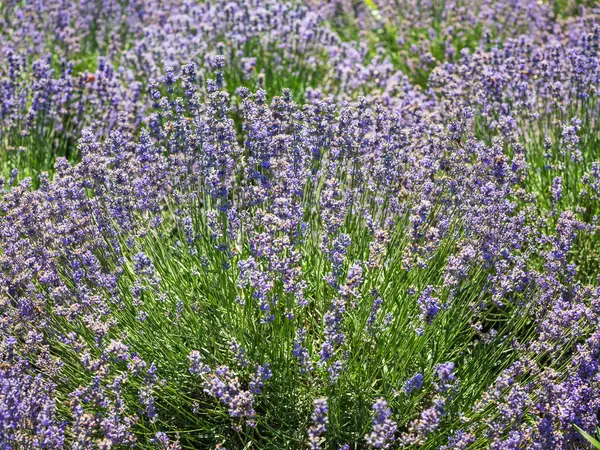 Güneşli bir günde lavanta çalılığına yakın görünüm
