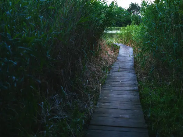 Alacakaranlıkta sazlıklar ve nehirler arasında kimse olmadan tahta yol.
