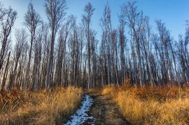 Kuru, kırmızı çalıların arasından geçen karla kaplı toprak yol. Ormana giden yol. Sonbaharın sonunda ormanda