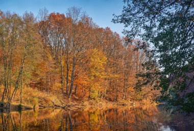 Sonbaharda Forest Gölü. Hint yazında güzel sonbahar manzarası. Durgun suya yansıyan parlak altın yapraklar.