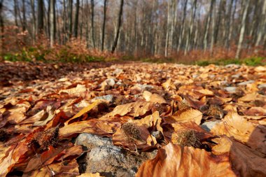 Orman yolunda kayın yaprakları ve fındıklar var. Sonbahar doğal dokusu
