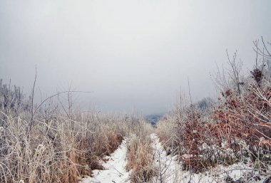 Karla kaplı çalıların arasından sise giden yol. Gizemli kış manzarası