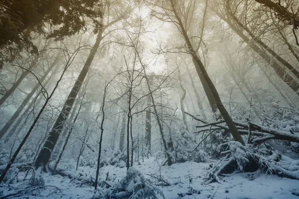 Titokzatos Téli Erdő Hóban Ködben Vad Erdő Havas Táj — Stock Fotó