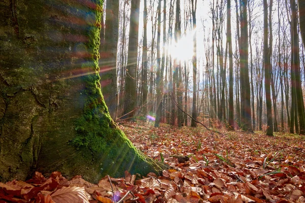 Mousse Verte Sur Arbre Soirée Forêt Fin Automne — Photo