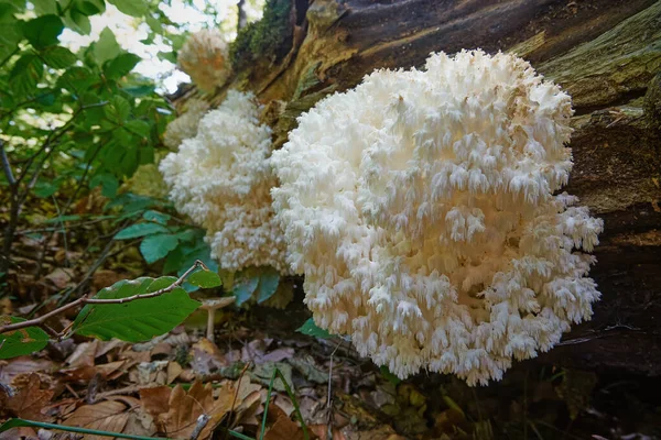 一般的にサンゴの歯の真菌として知られている除草剤のコロライト サポトロピー菌 秋の森の枯れ木に自生します — ストック写真