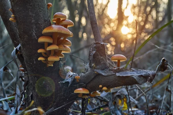 Flammulina Velutipes, bataklıkta günbatımında lezzetli ve sağlıklı bir mantar. Doğal ortamda kadife shank (enokitake)