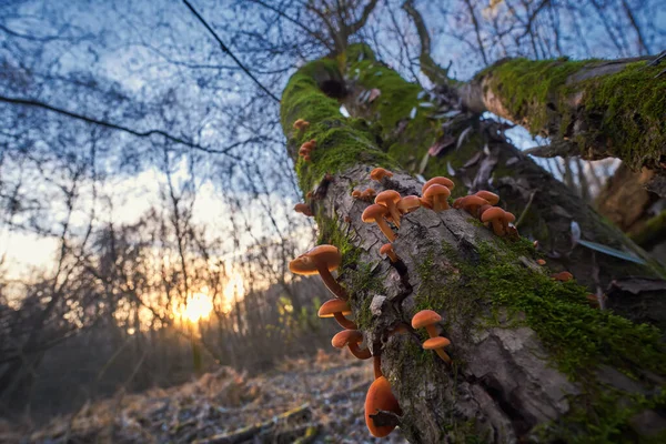 Kış mantarı Flammulina Velutipe gün batımında. Kadife şiş, doğal ortamda lezzetli ve sağlıklı mantar.