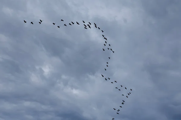 Grande Bando Guindastes Céu Nublado Aves Migratórias Voam Para Uma — Fotografia de Stock