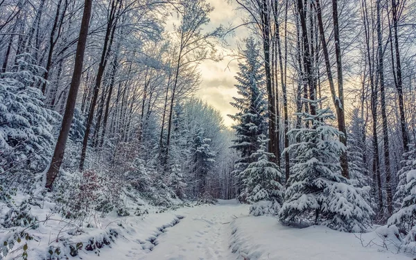 Kış ormanında karla kaplı yol. Yoğun bir kar yağışı sonrası karışık orman. Karpat Dağlarının Kış Güzelliği