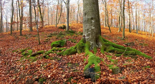 Alte Buche Herbstwald Die Wurzel Ist Mit Grünem Moos Bewachsen — Stockfoto