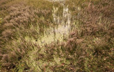 Sonbahar manzaralı bitki örtüsüyle kaplanmış gölet. Kirli bir rezervuarın dokusu, çöküş ve yalnızlık