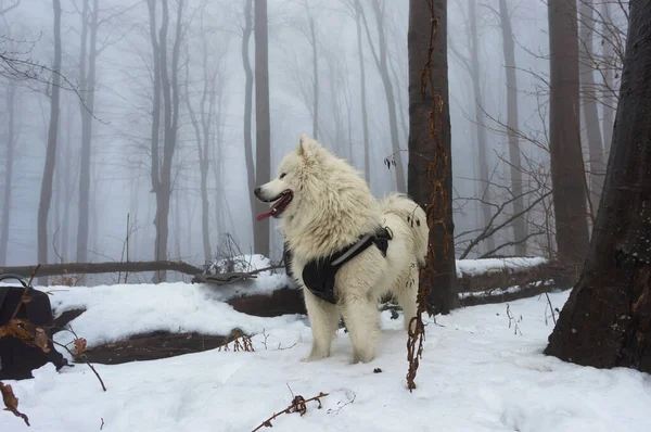 White husky in the winter, foggy forest. Dog walking in the snowy forest