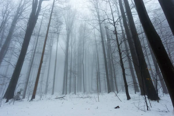 Karpat Dağları 'ndaki sisli kış ormanı. Kasvetli, soğuk, kasvetli bir gün