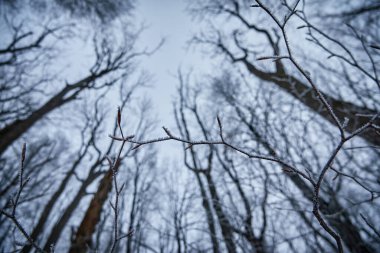 A branch in hoarfrost against the background of dark tree crowns. Atmospheric winter scene