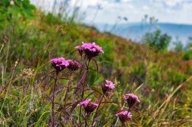 Blooming wild Dianthus barbatus (sweet William) in the meadows of the Ukrainian Carpathians. The ancestor of the famous ornamental flowers in the natural environment
