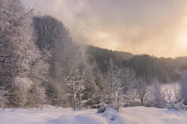Winter evening in a snowy forest. The wind blows snow off the branches of trees. Serenity of a snowy winter in the Ukrainian Carpathians