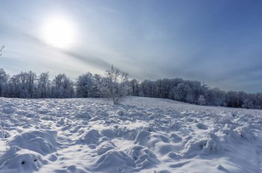Winter landscape. Snow-covered field on a cold evening. Snow covers dry grass. Dark forest in the distance