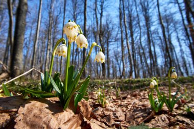 Lovely Leucojum vernum flowers in the spring forest