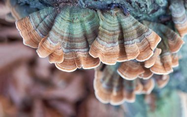 Trametes versicolor (Coriolus versicolor, Polyporus versicolor) çoklu gözenek mantarı sığ alan derinliği ile yaklaşır. Manyetik doğal mantar dokusu