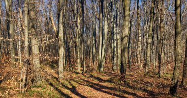 Panorama of a beech forest in late autumn. Bare trees on a sunny day