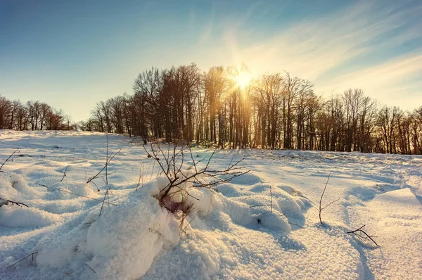 Winter evening on a snowy forest glade. The branches of a small tree stick out from a deep snowdrift. The sun hides behind the trees of the dark forest