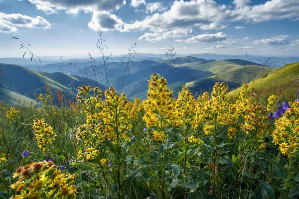 Flowers of Solidago virgaurea (European goldenrod or woundwort) in summer Carpathian mountains. Medicinal plant in natural habitat