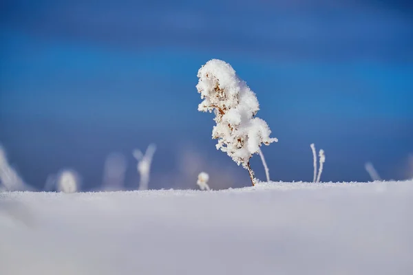 A plant in the snow close-up similar to a tree. Macro photography in winter, abstract landscape