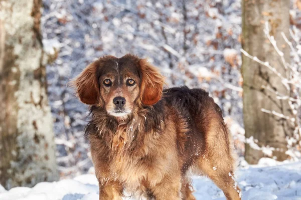 Red dog with expressive eyes on a natural winter background
