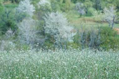 Bir bahar tarlasında çoban çantasının çalılıkları
