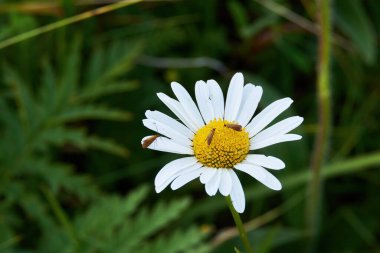 Koyu yeşil arka planda beyaz leucanthemum çiçeği. Çiçekteki küçük böcekler. Bir çiçeğin makro fotoğrafı