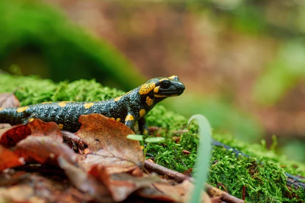 Salamandra Fuego Agraciado Primer Plano Piedra Musgosa Animal Raro Los —  Fotos de Stock