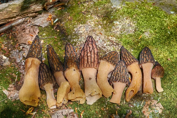 新鲜采摘的春蘑菇Verpa Bohemica 早产的莫雷鱼或皱巴巴的顶冠 躺在地上 祝你找到一个蘑菇采摘器 — 图库照片