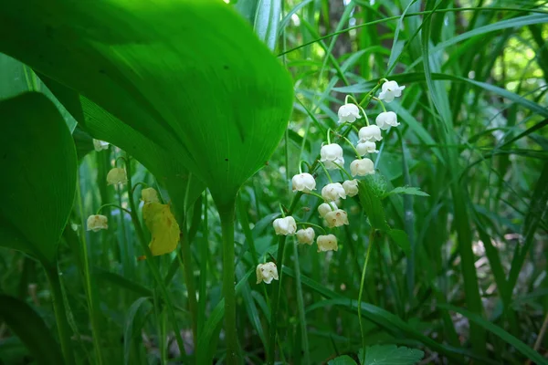 Białe Kwiaty Convallaria Zbliżenie Wiosennym Lesie Piękna Trująca Roślina Dziczy — Zdjęcie stockowe