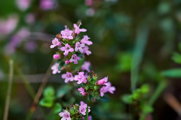 Macrophoto Herb Thymus Serpyllum Breckland Thyme Breckland Wild Thyme Creeping — Stock Photo, Image