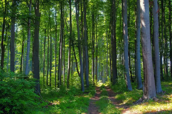 Chemin Ombragé Dans Une Forêt Hêtres Verdure Fraîche Lumineuse Début — Photo