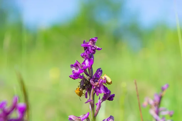 Flor Silvestre Orchis Sambucina Primer Plano Campo Primavera Orquídea Púrpura —  Fotos de Stock