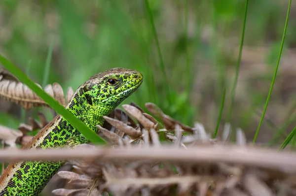 stock image The sand lizard (Lacerta agilis) close-up, male. A small blood-sucking tick is visible near the reptile's eye.