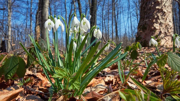 The first spring flowers of Galanthus nivalis in the Carpathian forest. Symbol of awakening nature, lovely flowers in natural habitat