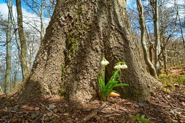 Gyönyörű Virágzó Leucojum Vernum Közel Egy Öreg Erdőben Kárpátok Első — Stock Fotó