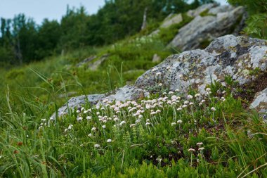 Çiçek açan Antennaria dioica (dağlık, taşımsı kedi ayakları, kedi ayağı veya su yosunu). Karpat dağlarındaki büyük bir kayanın yakınındaki beyaz şifalı çiçekler..