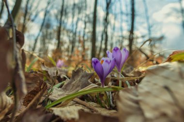Vahşi timsahlar, bahar ormanında narin pembe çiçekler.