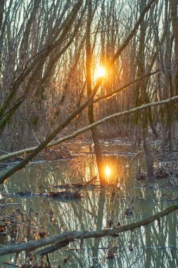 Bataklıkta gün batımı. Su baskınından sonra nehir kenarındaki korulukta. Ağaçların arasında plastik çöp.