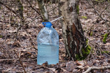 Huş ağacı özünden barbar özütü. Ağaç gövdesinde bir delik açılır ve meyve suyu tüpten geçerek yerine konmuş bir konteynere akar..