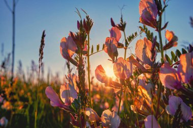 Tatlı bezelye, Lathyrus kokusu, akşam bir tarlada. Çiçekler batan güneşin arkasında.